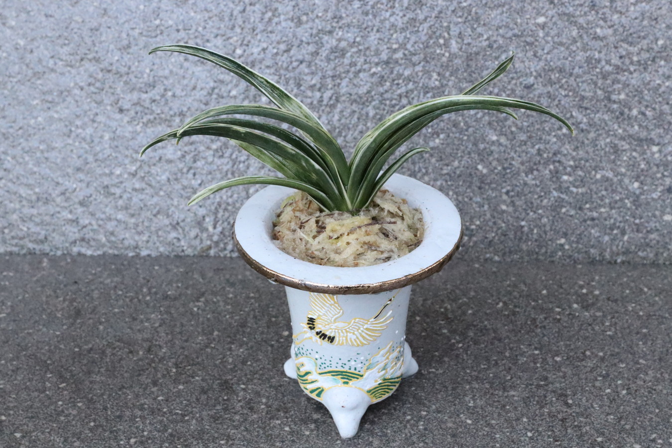 6323,【長命・長寿を願う鶴】雪雷(せつらい)　【はきずはきれ多い大特価！】※春から秋は生長期なので姿は変わっていきます