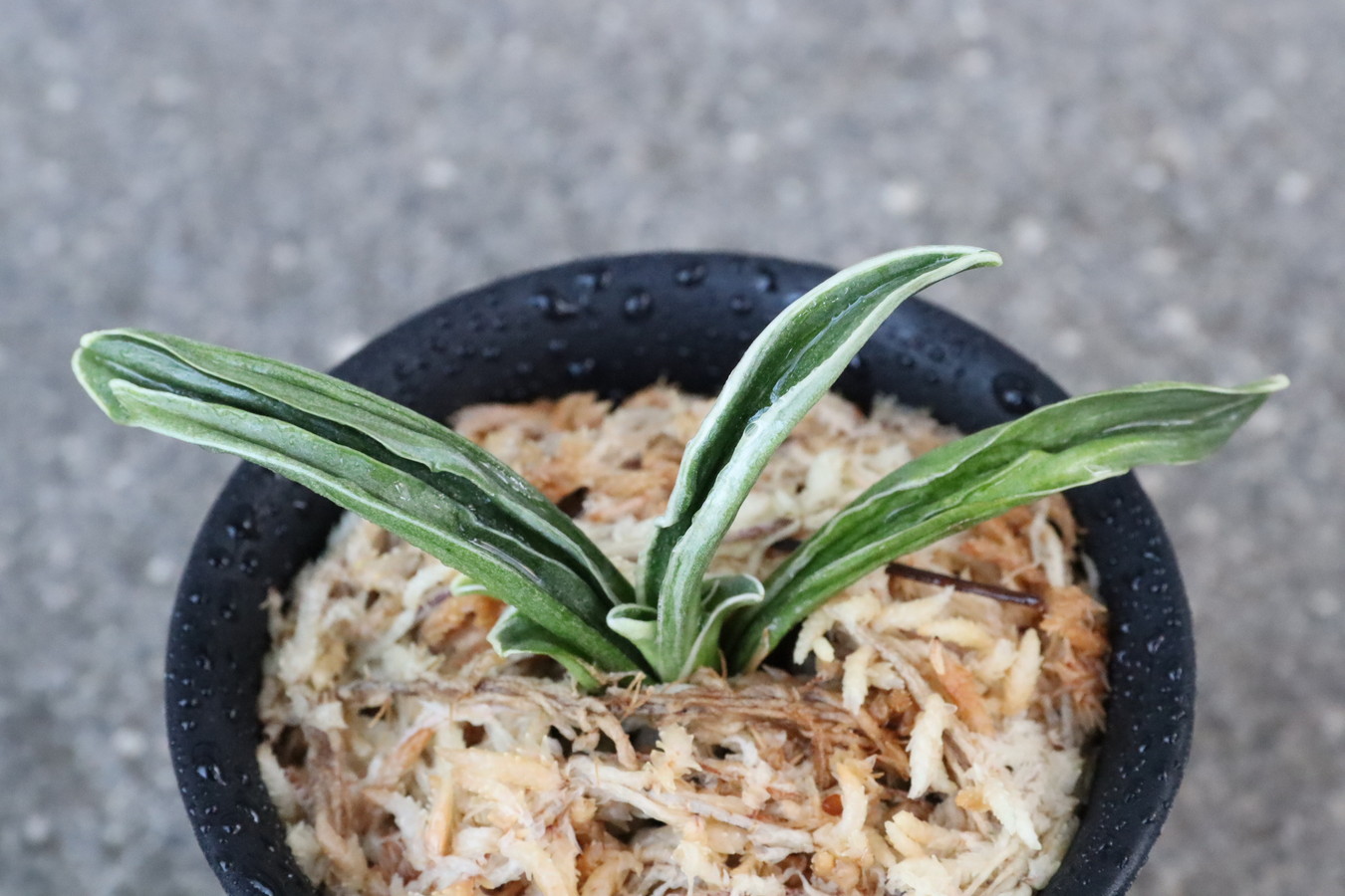 6402,音羽錦(おとわにしき)　希少種　【はきずはきれ多い大特価！！！】※春から秋は生長期なので姿は変わっていきます