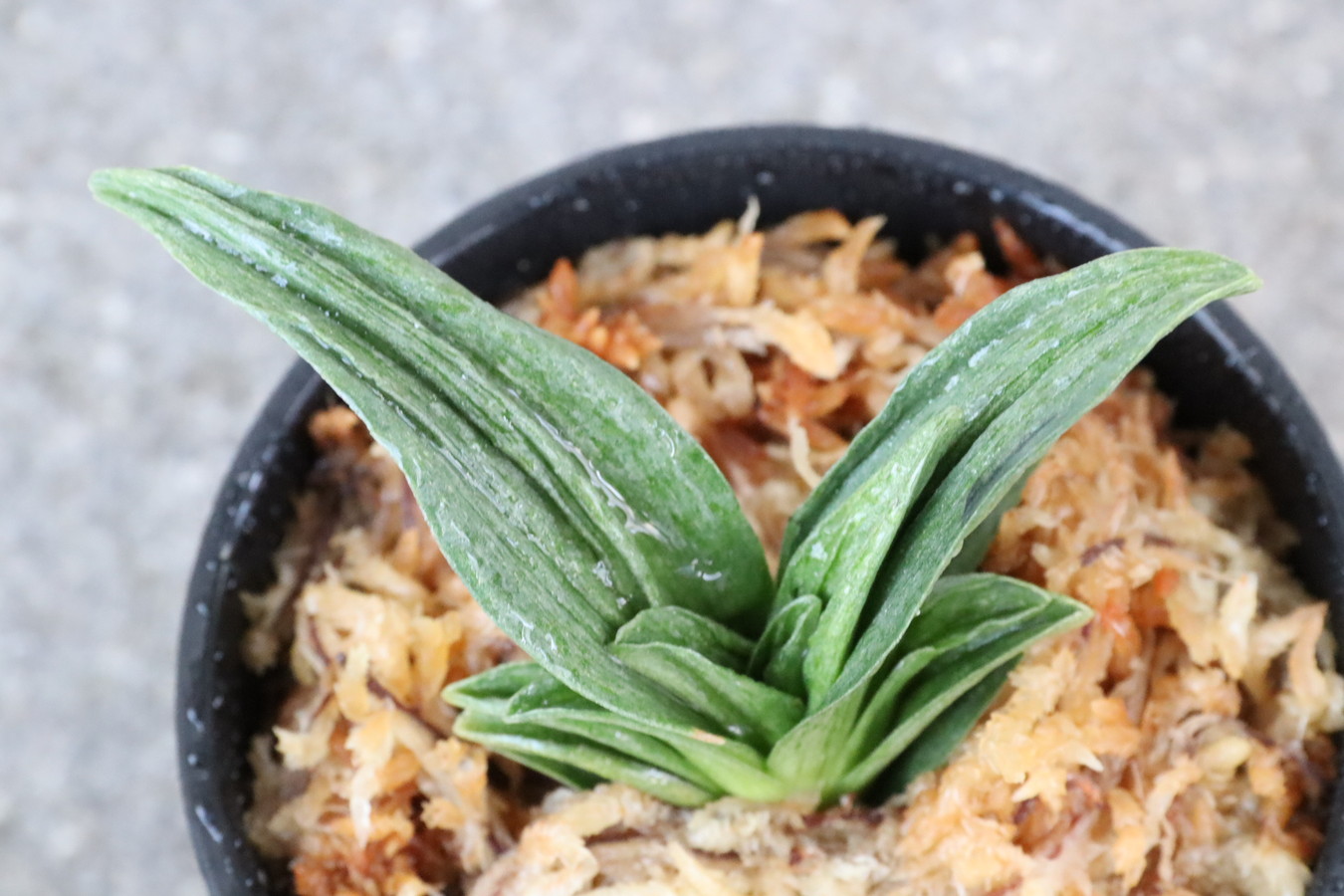 7024,鹿王吉　数不明　少ない？？　青好きにはたまらない魅力　【はきずはきれ多い大特価】※春から秋は生長期なので姿は変わっていきます