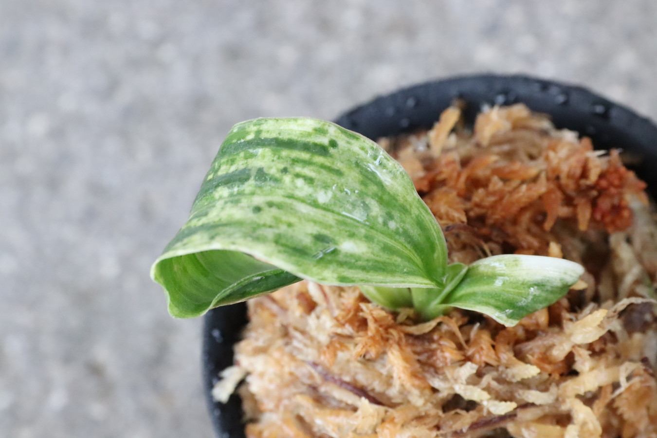 6140,獅子　石鵬(せきほう)　図性よい！縞覆輪！？【小苗特価！根少ない特価！はきずはきれ多い大特価】※春から秋は生長期なので姿は変わっていきます