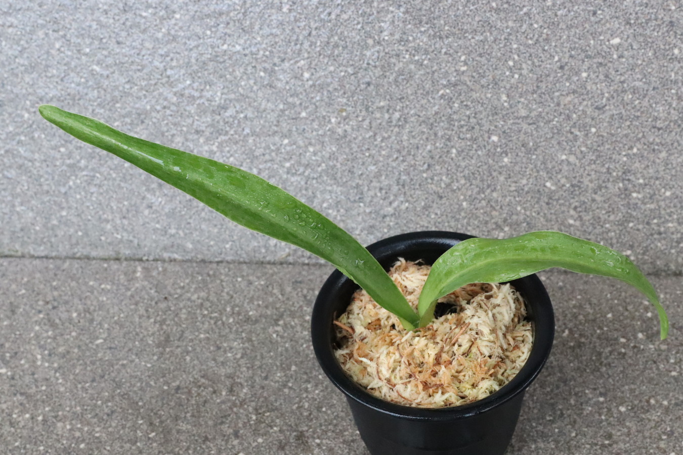 6884,竜爪(りゅうそう)　胡麻羅紗実親　実績最上希少　【はきずはきれ大特価！】※春から秋は生長期なので姿は変わっていきます