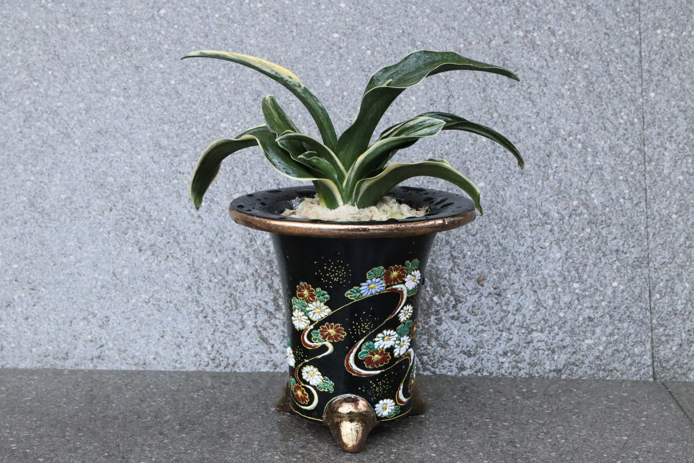 5104,引越し 結婚 新築に福を呼ぶ萬年青 嶺雲(りょううん) 【長命を願う菊】【はきずはきれ多い大特価!】※春から秋は生長期なので姿は変わっていきます