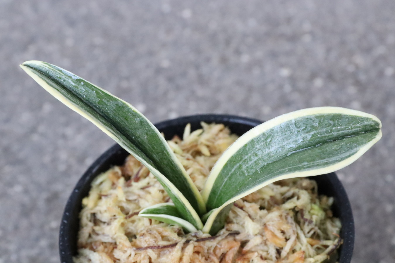 6521,鹿島錦(かしまにしき)　【はきずはきれ多い特価】※春から秋は生長期なので姿は変わっていきます