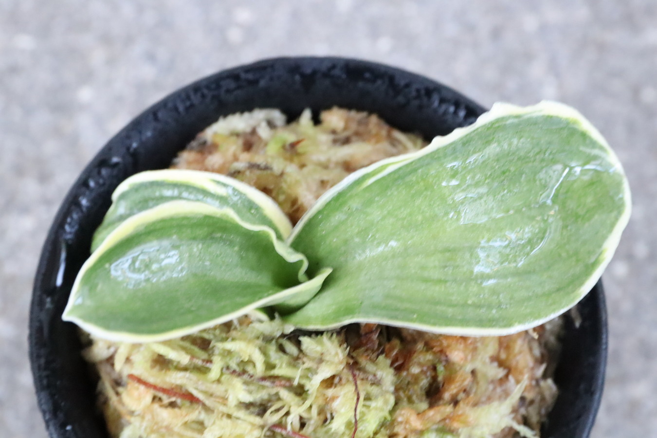 8261,力和(りきわ)　【はきずはきれ多い大特価　雨風当てるスパルタ作り】全国大会系統　覆輪よい系統　※春から秋は生長期なので姿は変わっていきます