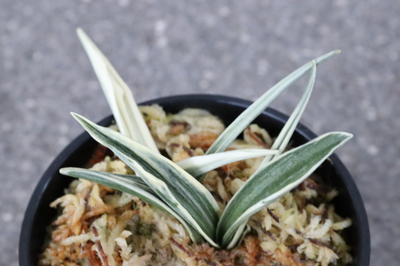 8202,三河錦(みかわにしき)　親芯止まり？特価　【はきずはきれ多い大特価！】※春から秋は生長期なので姿は変わっていきます