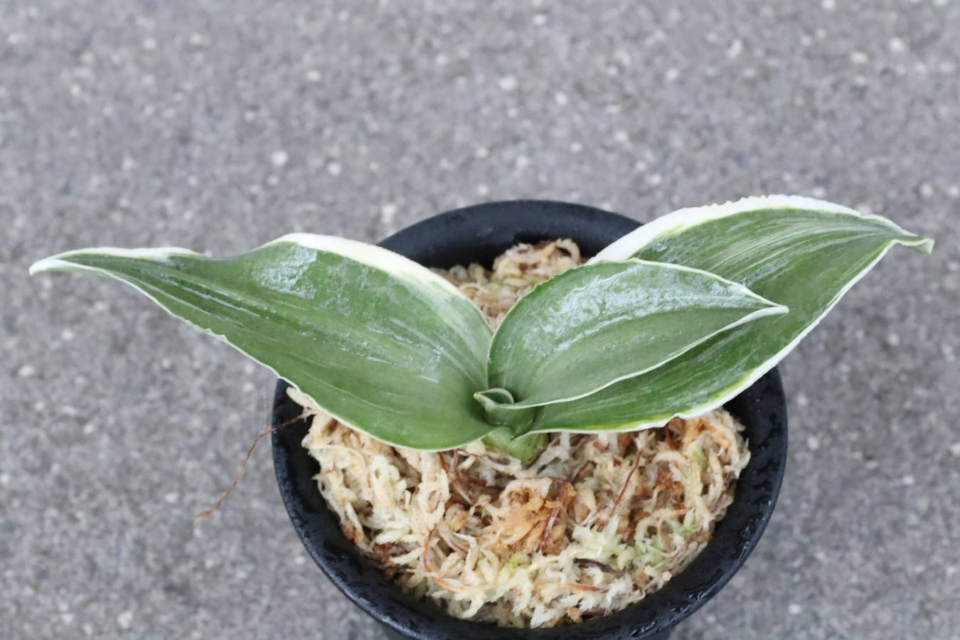 6664,華宝(かほう)　葉巾最上！寒さらしで作った　【はきずはきれ多い大特価！】※春から秋は生長期なので姿は変わっていきます