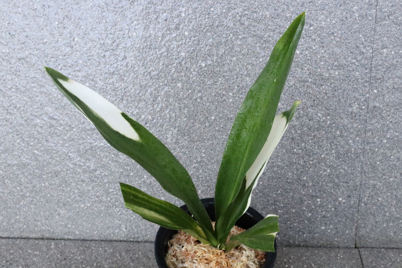 5731,鷲高隈(わしたかくま)　【はきずはきれ多い大特価】※春から秋は生長期なので姿は変わっていきます