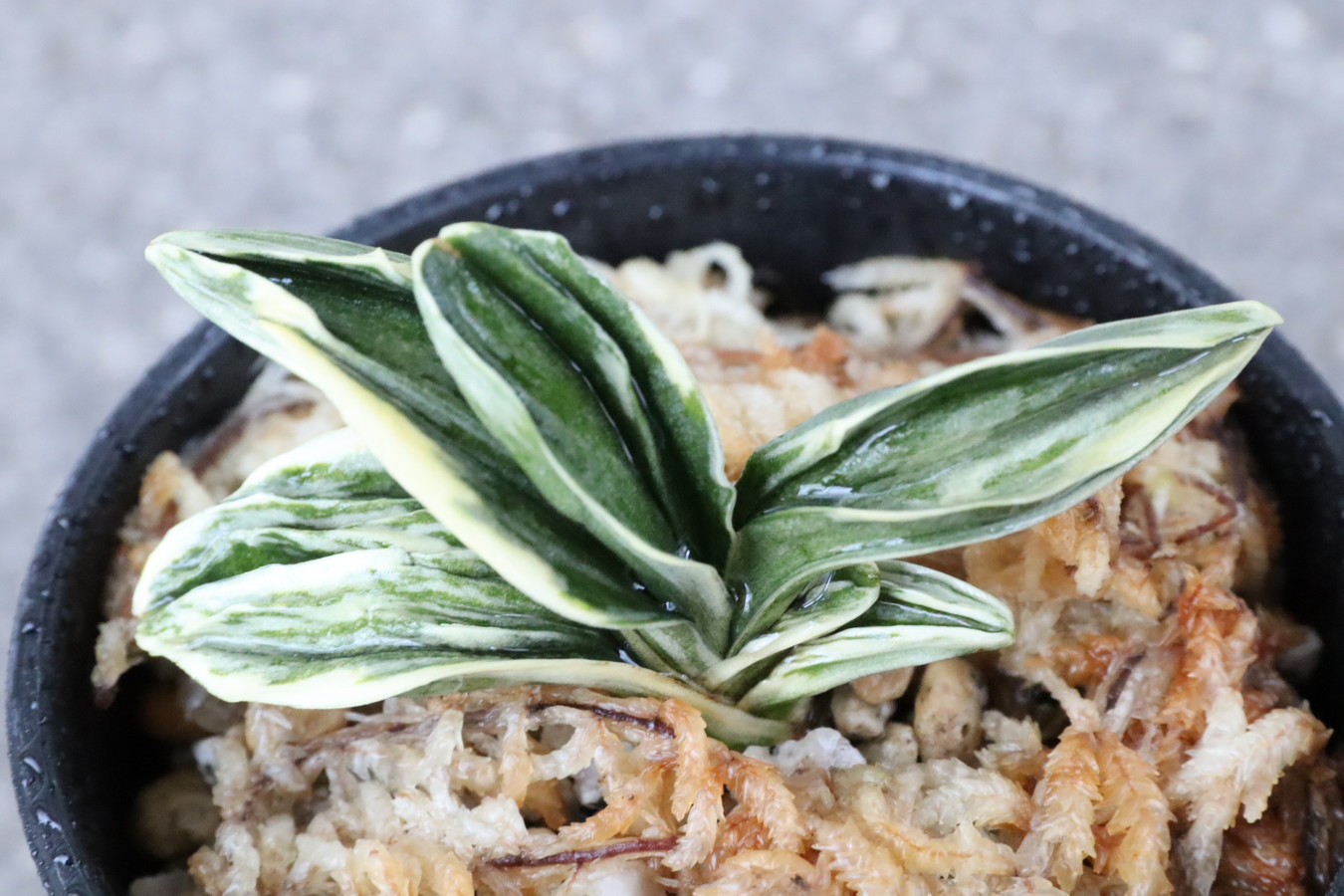 8192,力和(りきわ)　覆輪深い全国大会系統　【はきずはきれ多い特価！】※春から秋は生長期なので姿は変わっていきます