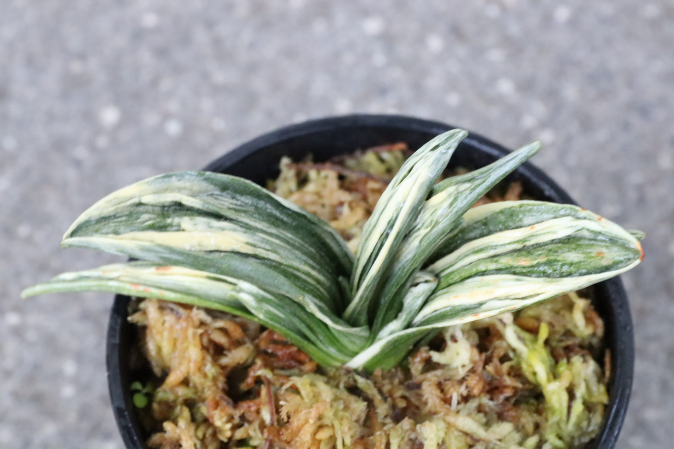 6856,瑞泉(ずいせん)　全国トップ系統！【はきずはきれ多い特価】※春から秋は生長期なので姿は変わっていきます