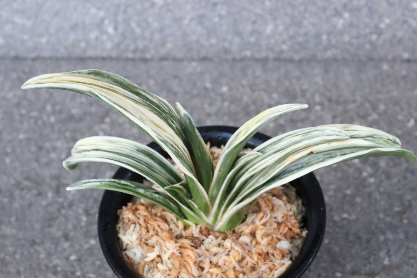 豊明園 / 8017,琴宝(きんぽう) しっかりしている 【頭木特価！はきずは