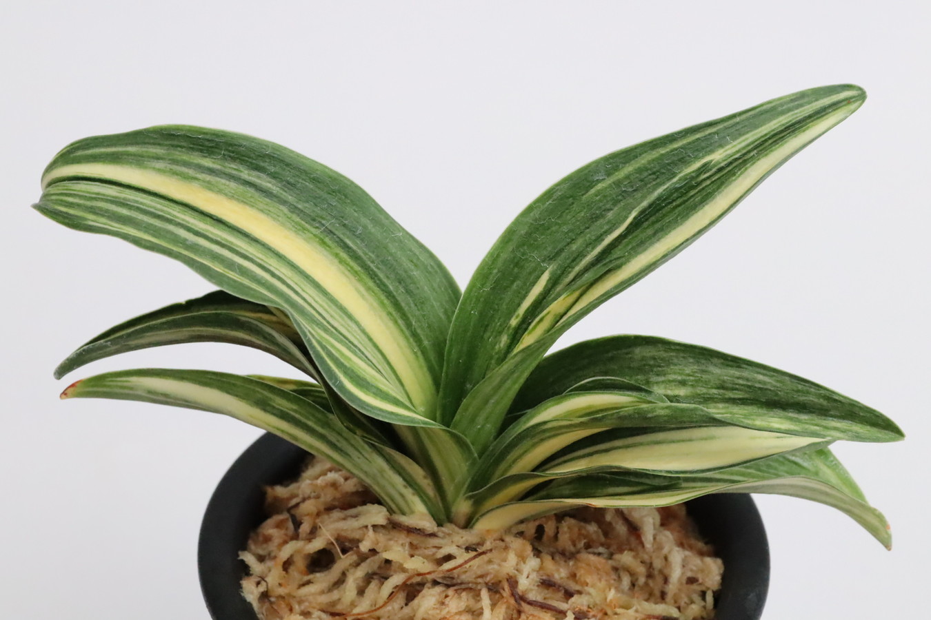 6978,車あA×BC11　1本物　1327,　葉巾広く正統派！次の芸非常に楽しみ！　【はきずはきれ多い大特価！】※春から秋は生長期なので姿は変わっていきます