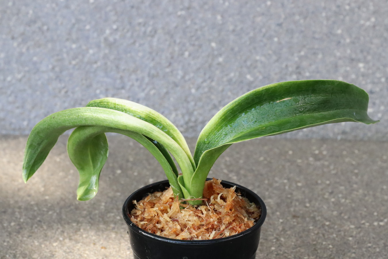 豊明園 / 獅子系