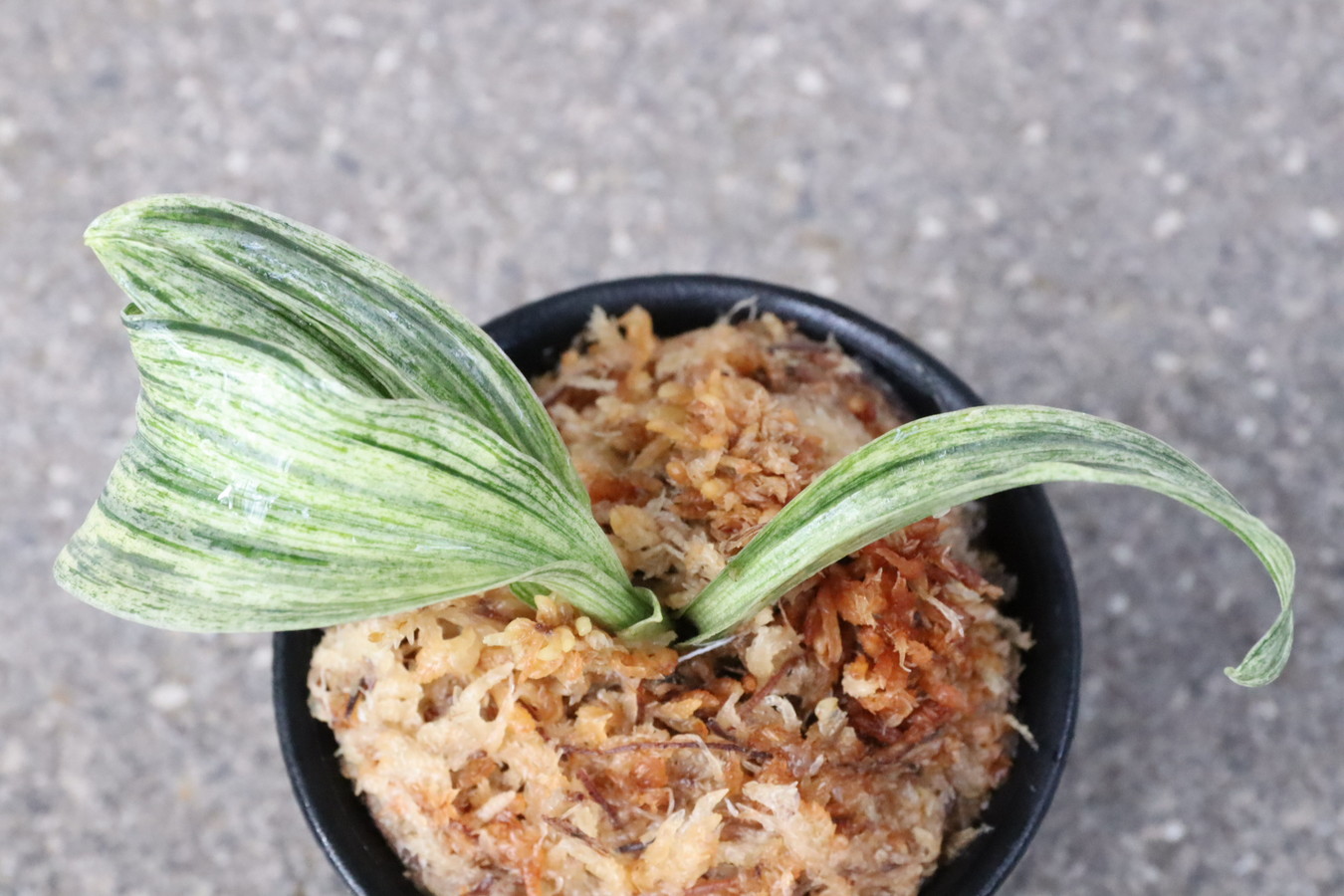 7035,千代風雅(ちよふうが)　獅子　1506,　超希少！　【はきずはきれ多い大特価！】※春から秋は生長期なので姿は変わっていきます