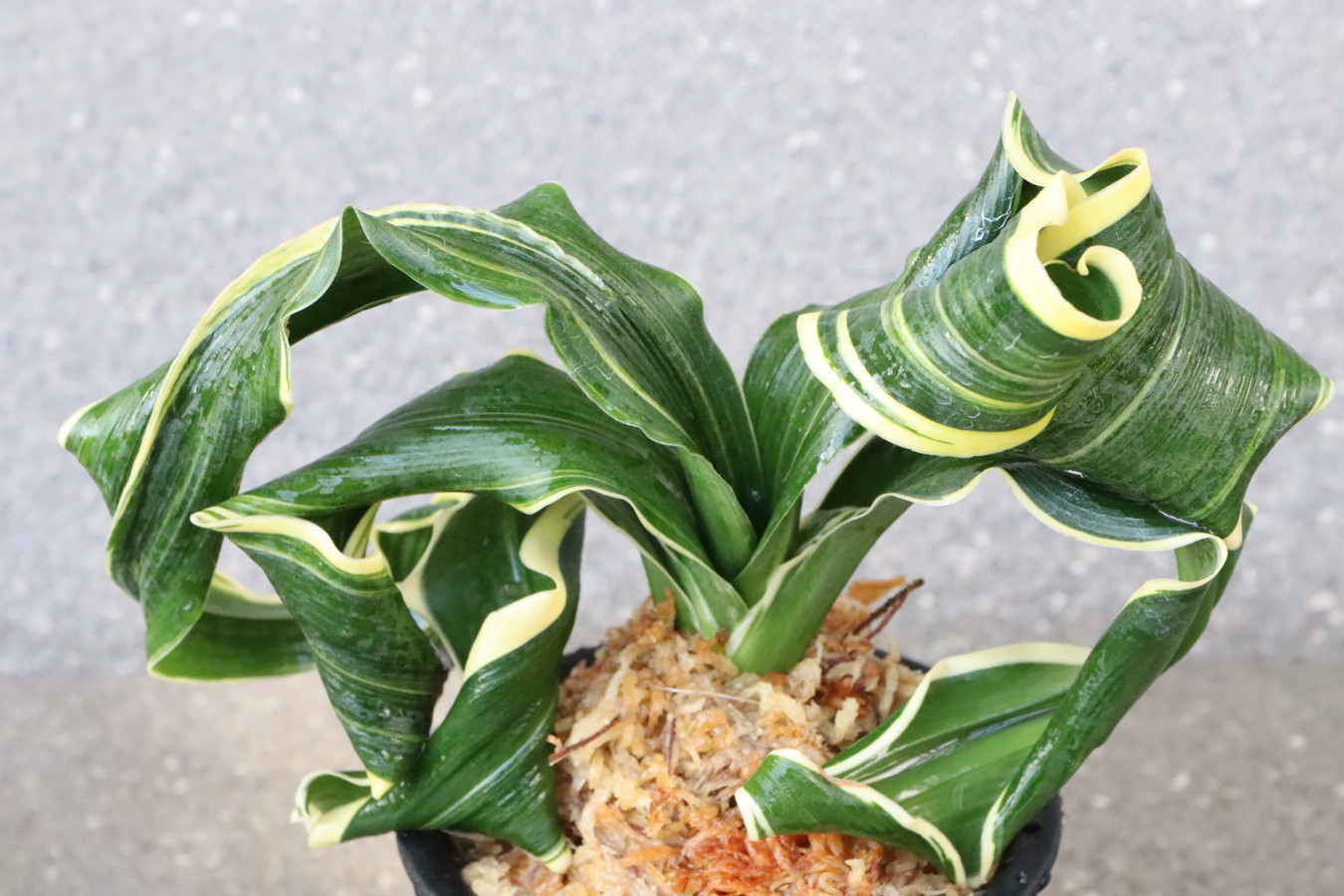 豊明園 / 6829,舞子獅子(まいこじし)1432, 【はきずはきれ大特価