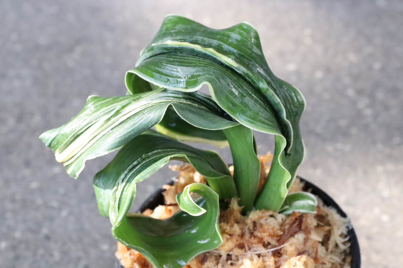 豊明園 / 7061,舞子獅子×海龍獅子 数本物？数不明 【はきずはきれ大