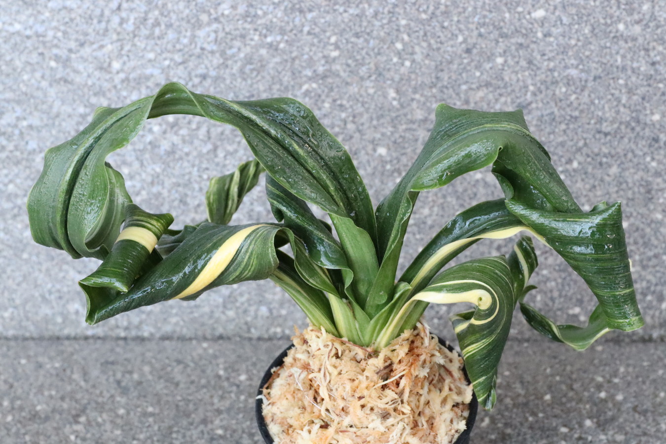 豊明園 / 7061,舞子獅子×海龍獅子 数本物？数不明 【はきずはきれ大