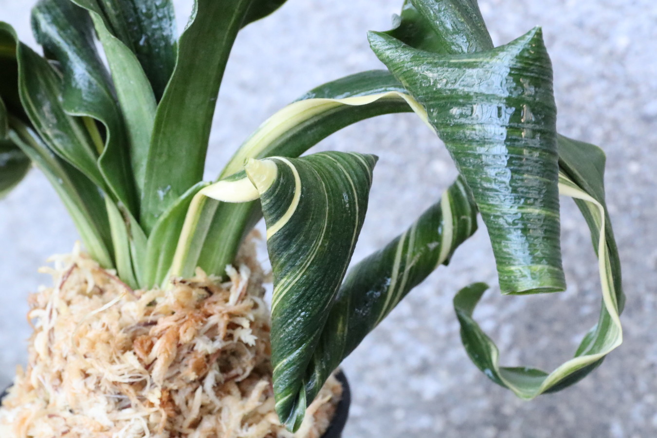 豊明園 / 7061,舞子獅子×海龍獅子 数本物？数不明 【はきずはきれ大