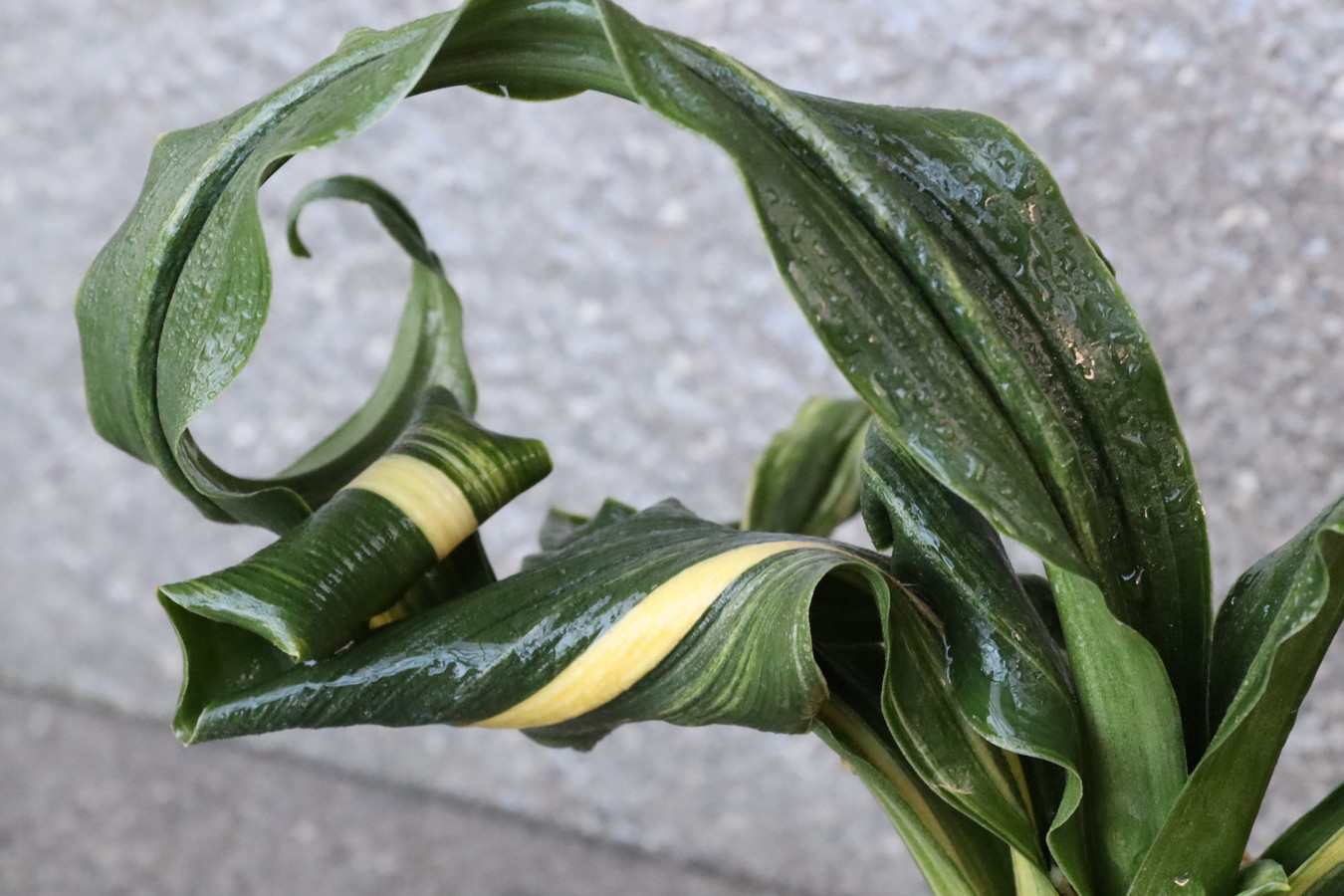 豊明園 / 7061,舞子獅子×海龍獅子 数本物？数不明 【はきずはきれ大