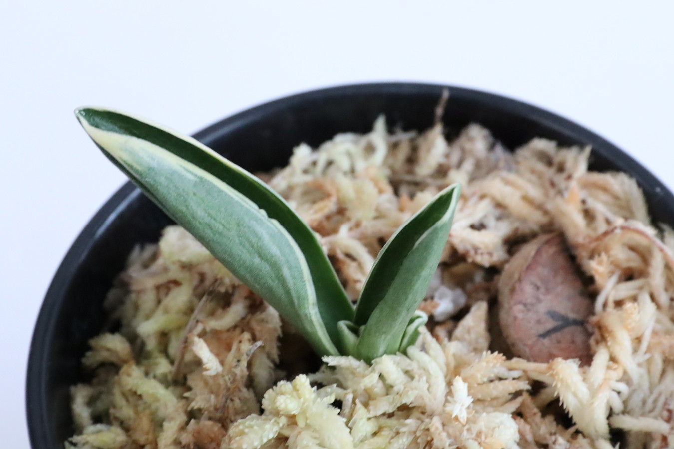 万年青「最晃閣」 豊明園 / 8358,最晃閣(さいこうかく) 老木特価！ 【はきずはきれ多い大