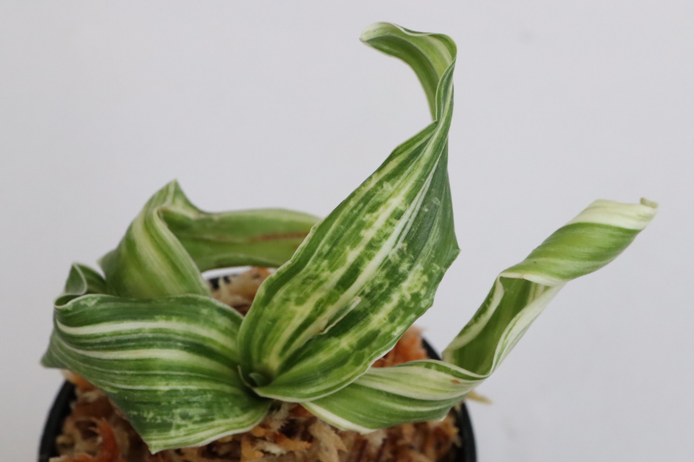 万年青 石鵬 獅子系 おもと 万年青 石鵬 獅子系 おもと - メルカリ