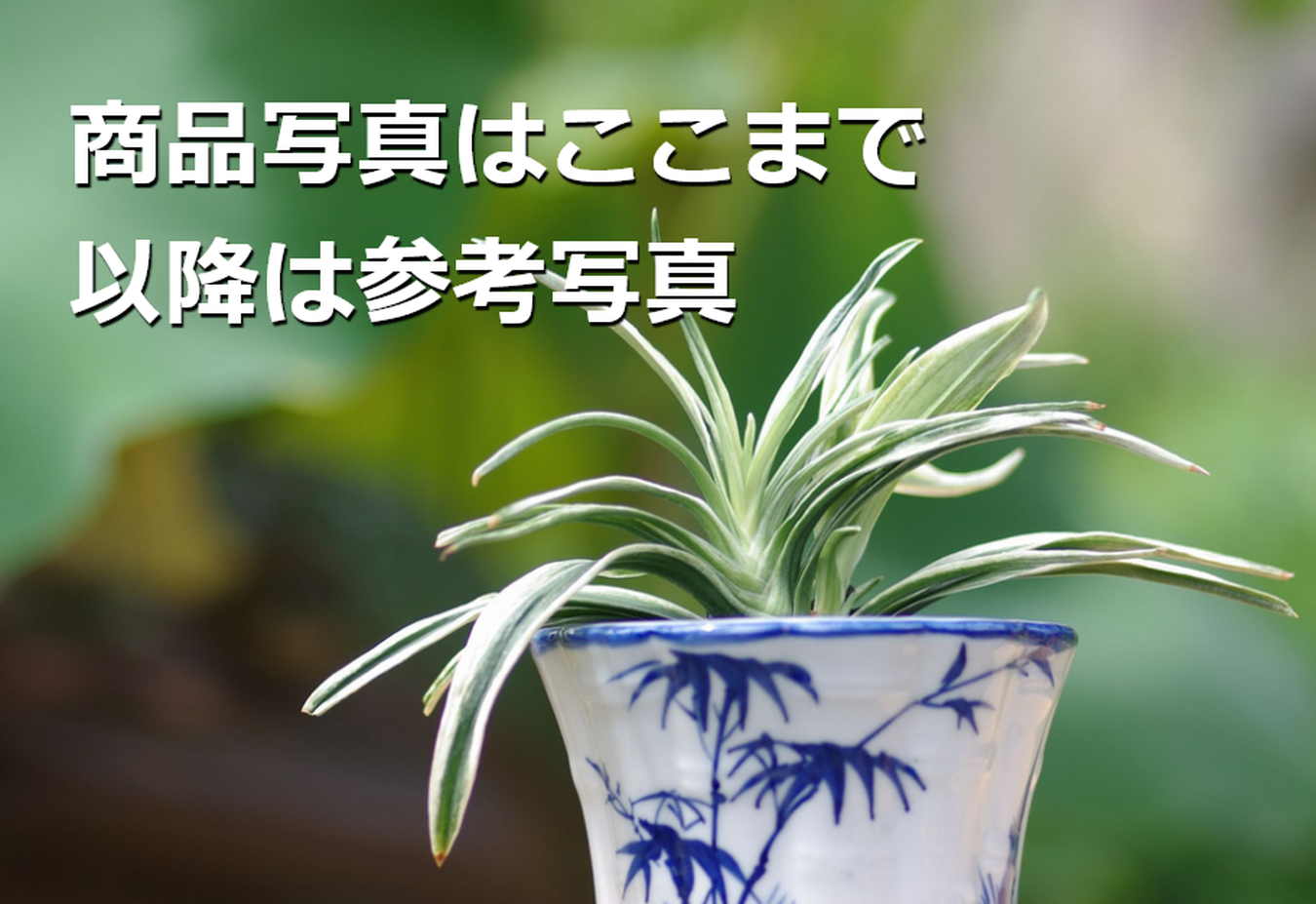 豊明園 / 6707,新生殿(しんせいでん) 1520, 全国トップ狙える系統 【は