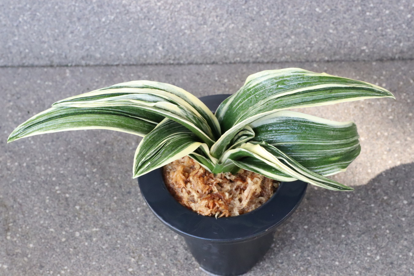 豊明園 / 6707,新生殿(しんせいでん) 1520, 全国トップ狙える系統 【は