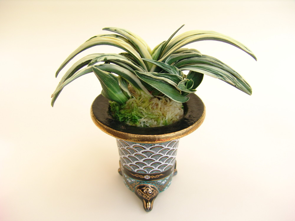 豊明園 / 6707,新生殿(しんせいでん) 1520, 全国トップ狙える系統 【は