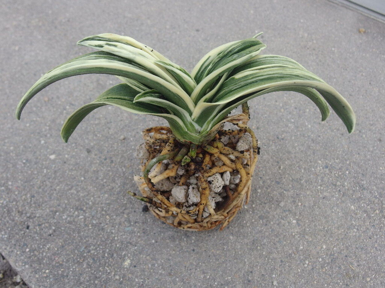 豊明園 / 6707,新生殿(しんせいでん) 1520, 全国トップ狙える系統 【は