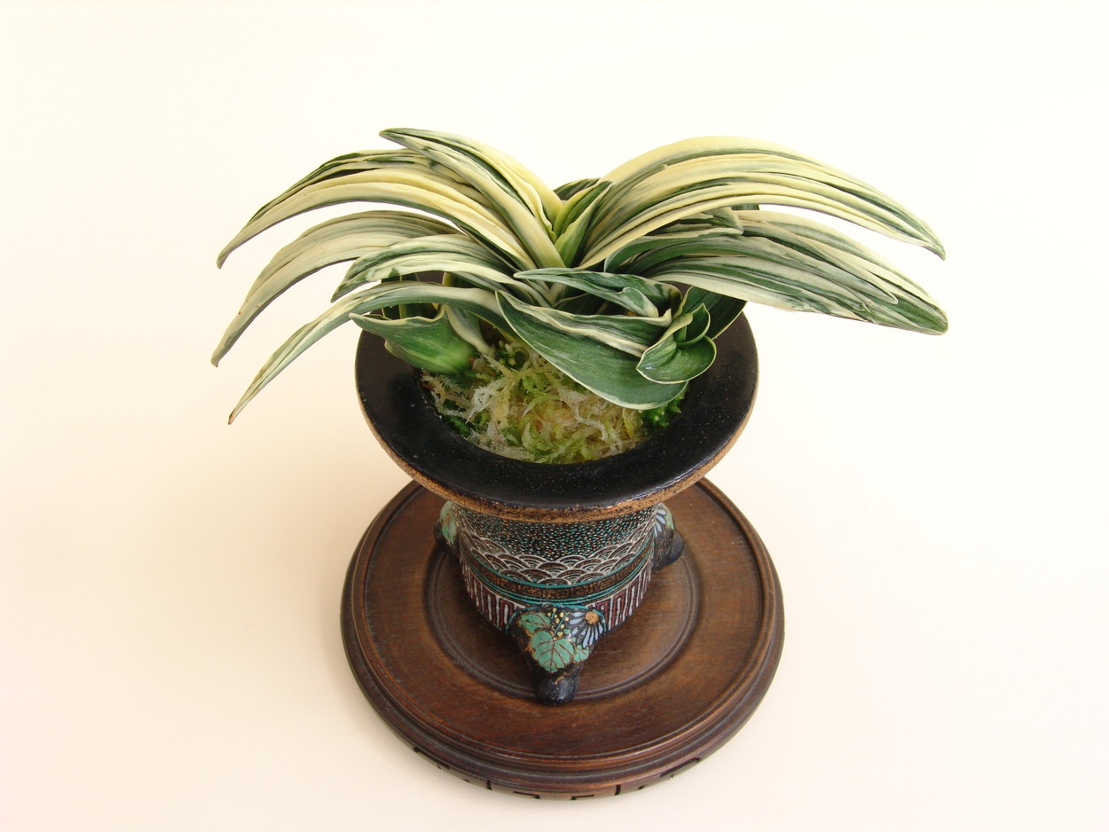 豊明園 / 6707,新生殿(しんせいでん) 1520, 全国トップ狙える系統 【は