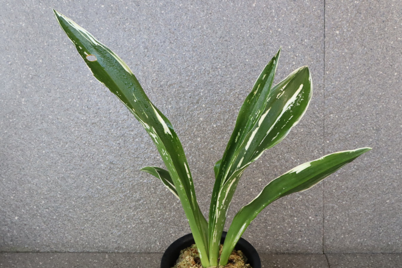 5666,大雪山（だいせつざん）特別性1474,　【はきずはきれ非常に多い大特価！】※春から秋は生長期なので姿は変わっていきます