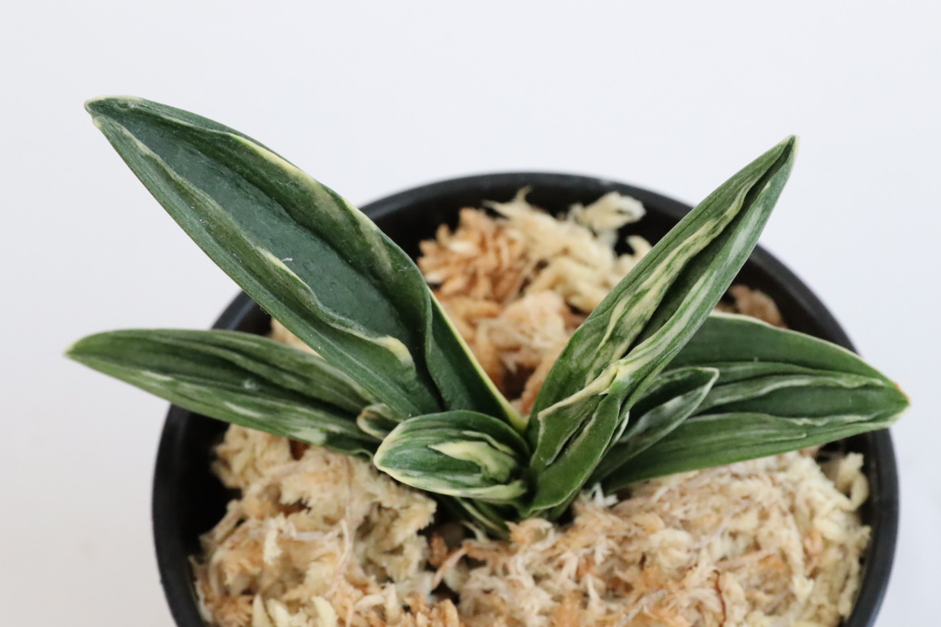 5594,七貴　1377,　覆輪？デモ？　【はきずはきれ多い大特価！】※春から秋は生長期なので姿は変わっていきます