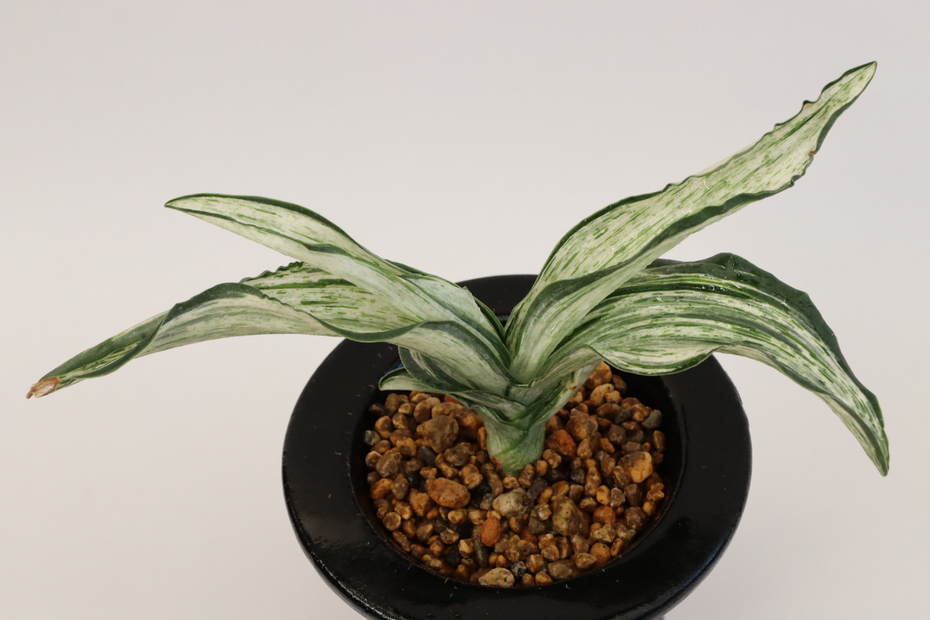 6058,三光の松(さんこうのまつ)　1422,　【はきずはきれ多い大特価！】※春から秋は生長期なので姿は変わっていきます