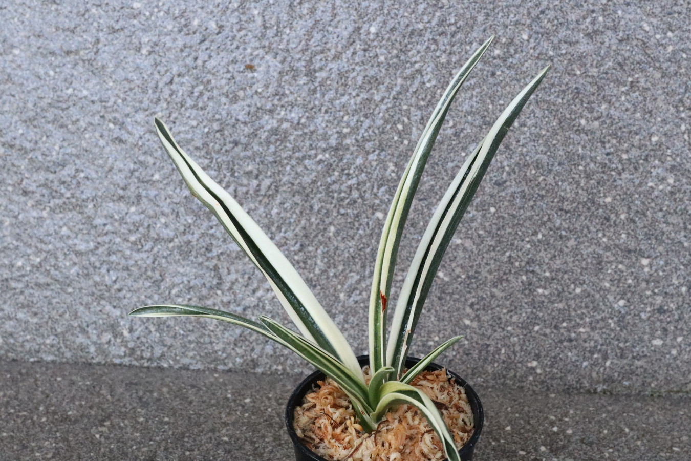 野生の万年青 Recommended for Beginners] 10 Affordable Evergreen Varieties Under