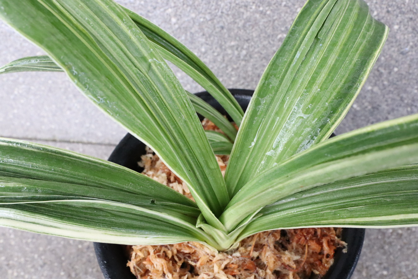 万年青　オモト　海龍獅子実生　ラスト出品 遂に覆輪完成か⁉︎小型の羅紗獅子 万年青（omoto）🌱 Rohdea Japonica