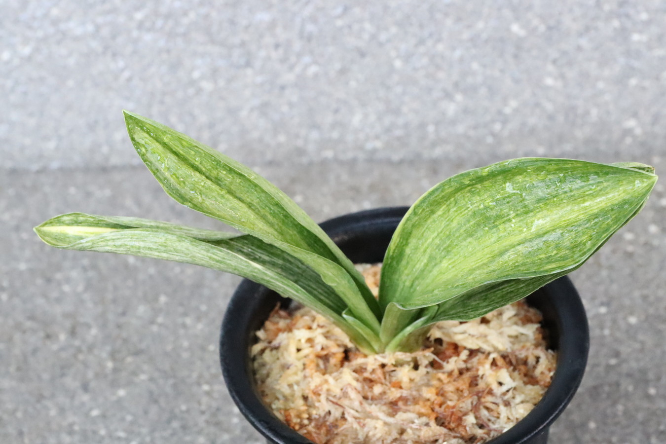 7071,鳳凰丸特　1492,　美しい丸葉、斑をみせてくれる　数本物　【はきずはきれ多い大特価】※春から秋は生長期なので姿は変わっていきます