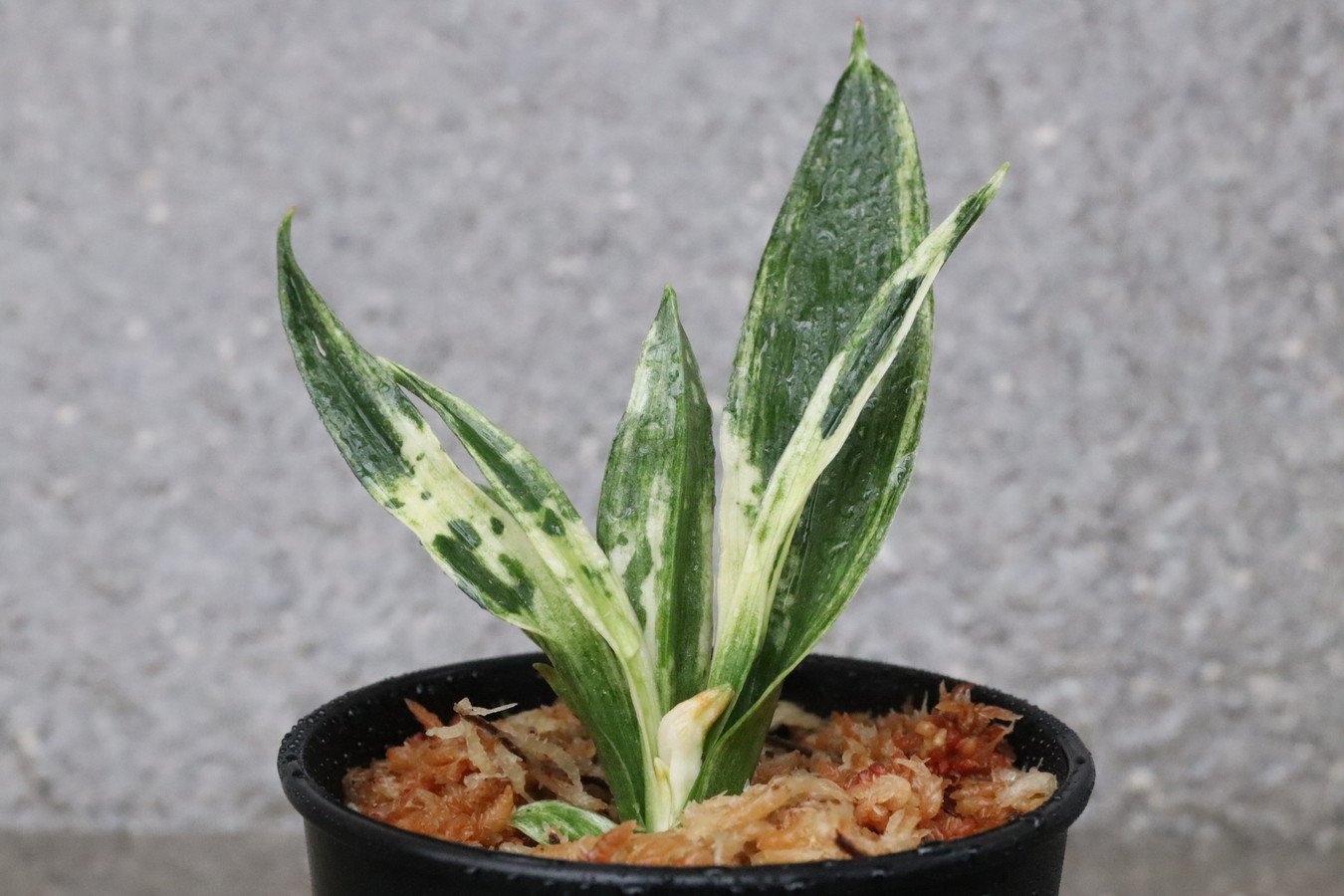 6179,玉雀(たますずめ)の図　楽しみな特上株　目の覚めるような図！図性最上！どんどん殖えそう　【はきずはきれ多い大特価】※春から秋は生長期なので姿は変わっていきます