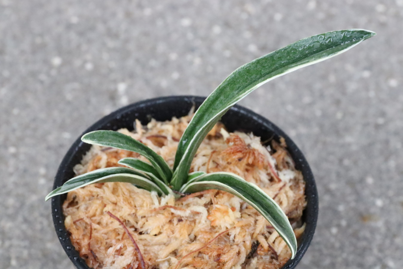 6522,大黒殿(だいこくでん)　【はきずはきれ多い特価！】※春から秋は生長期なので姿は変わっていきます