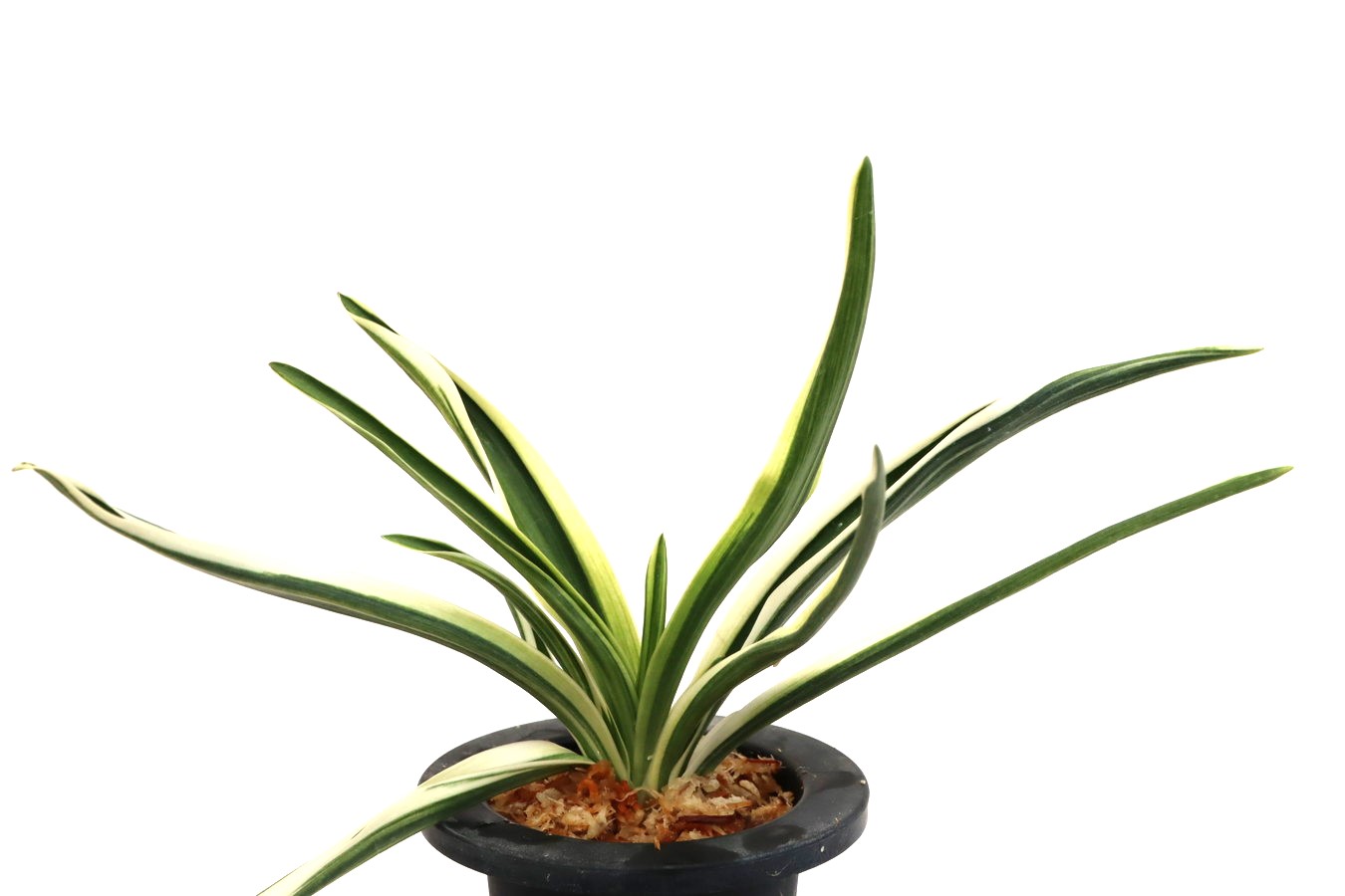 7079,天錦章(てんきんしょう)　1418,　日月星の縞　超希少種　特上縞！　【はきずはきれ多い特価！】　※春から秋は生長期なので姿は変わっていきます