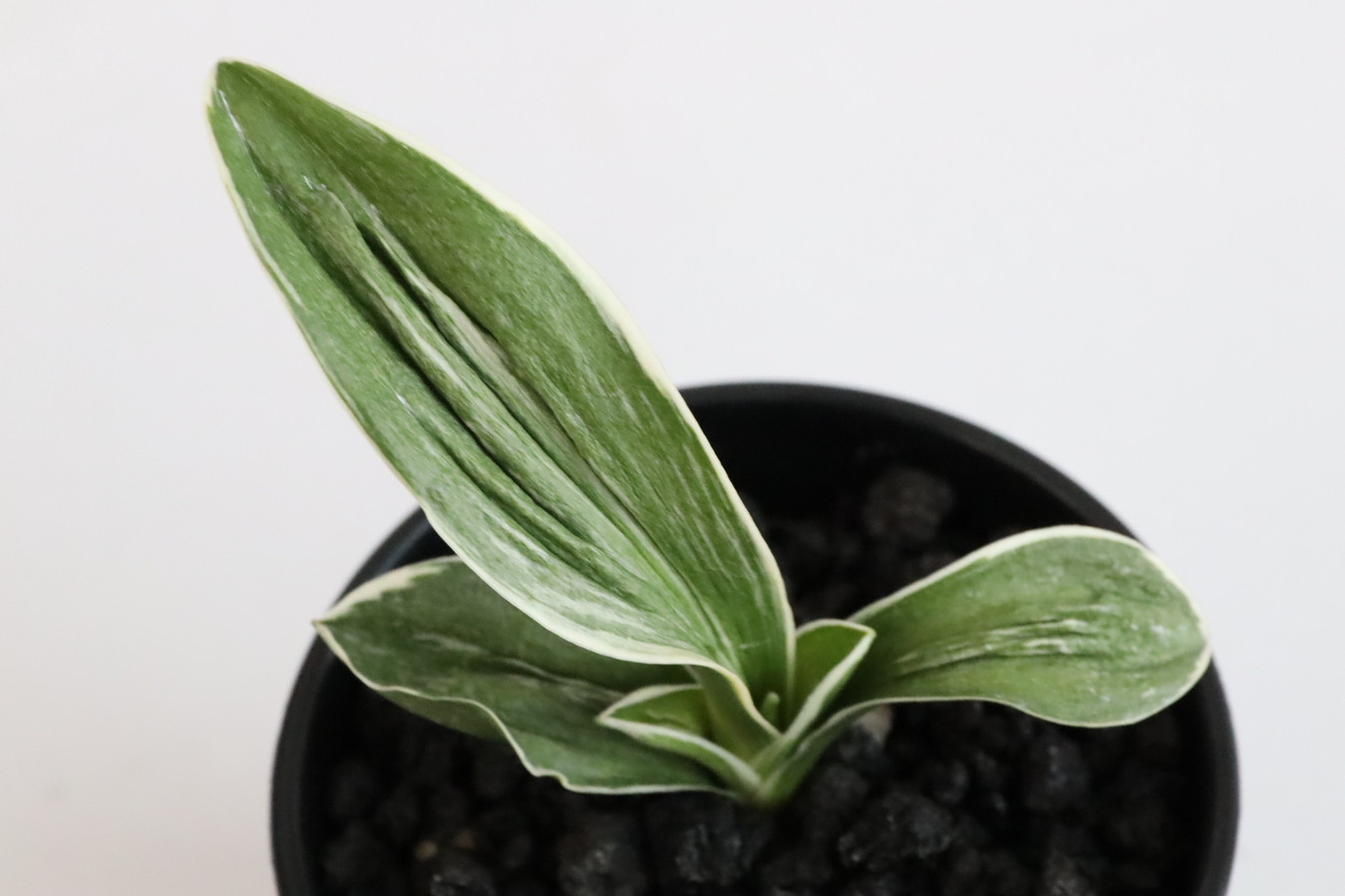 8080,　碩山(せきざん)　1403,　【はきずはきれ多い特価】※春から秋は生長期なので姿は変わっていきます