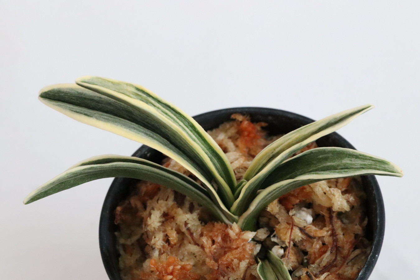 7043,聖寿冠(せいじゅかん)　1407,　富国殿を超えるかとも言われる素晴らしい芸　覆輪最上！【はきずはきれ多い大特価！】※春から秋は生長期なので姿は変わっていきます