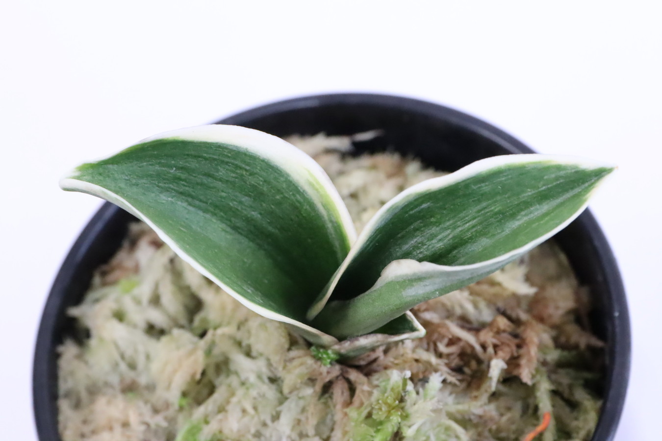 7121,円空(えんくう)　1367,　深覆輪・愛嬌良し！【はきずはきれ多い大特価】※春から秋は生長期なので姿は変わっていきます