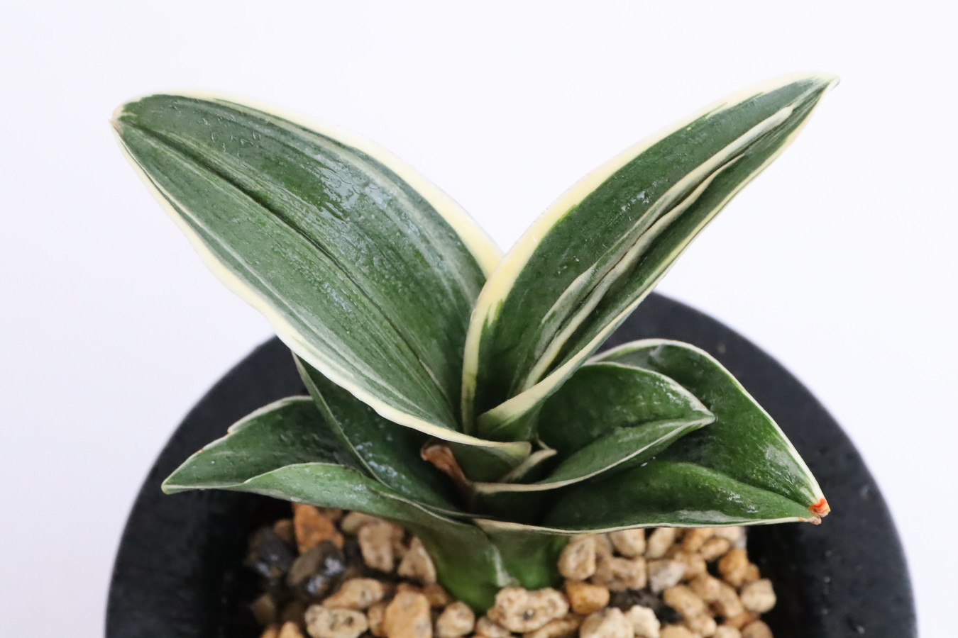 8218,富士(ふじ)　1346,　【はきずはきれ多い大特価！！！】※春から秋は生長期なので姿は変わっていきます