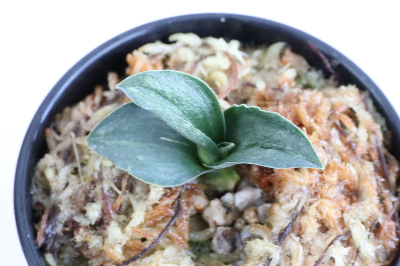 5579,天啓(てんけい)　1393,　芋吹き？青？味ある？？【はきずはきれ多い大特価！】※春から秋は生長期なので姿は変わっていきます