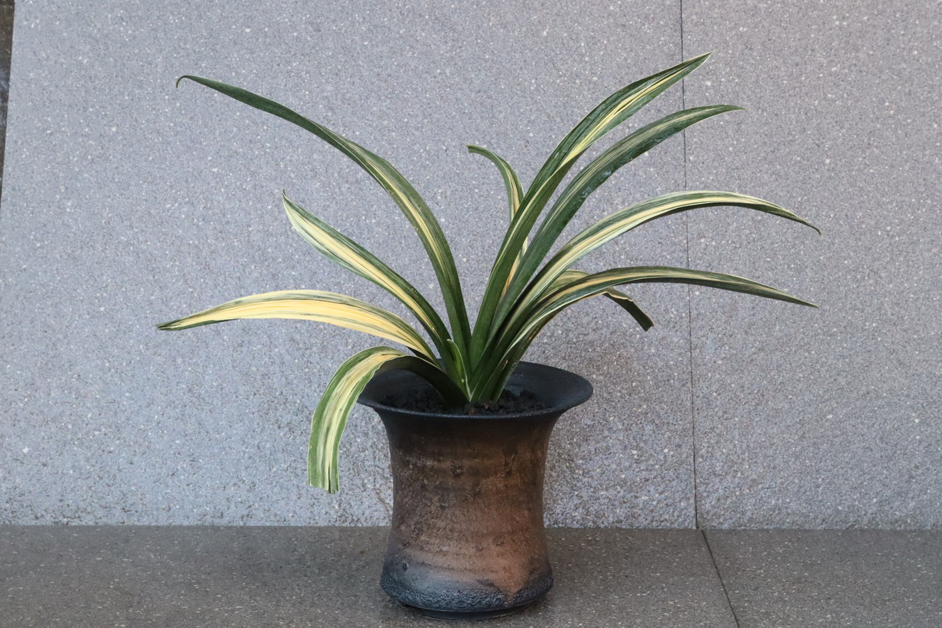 7088,黄金龍(仮)　特　強さ抜群！　【はきずはきれ多い大特価！】※春から秋は生長期なので姿は変わっていきます