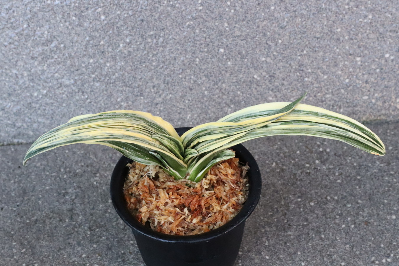 8089,翠艶(すいえん)　特上木　【はきずはきれ多い特価！】※春から秋は生長期なので姿は変わっていきます