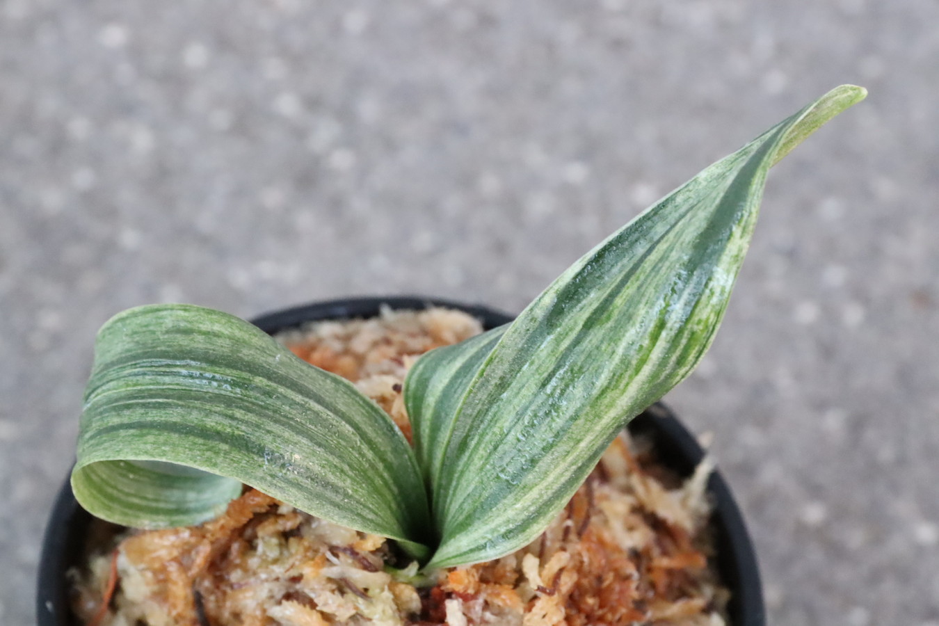 7133,飛龍(ひりゅう)　獅子　希少種　【はきずはきれ多い大特価！】　※春から秋は生長期なので姿は変わっていきます