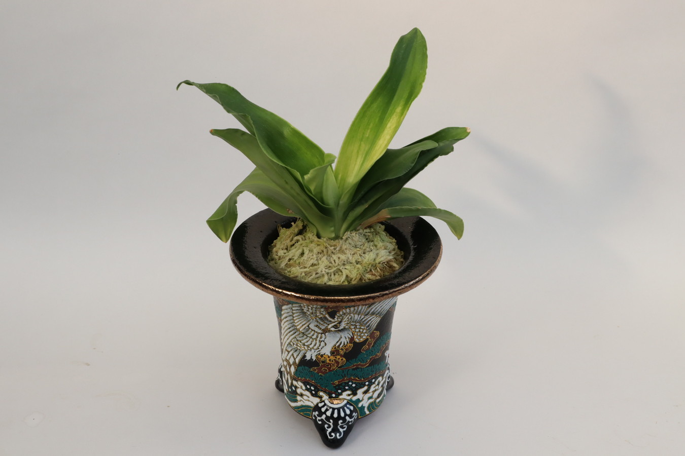 5521,福の光(ふくのひかり)　1428,　NHK趣味の園芸で村雨さんが植え替えた出演樹！【はきずはきれとても多い大特価】※春から秋は生長期なので姿は変わっていきます