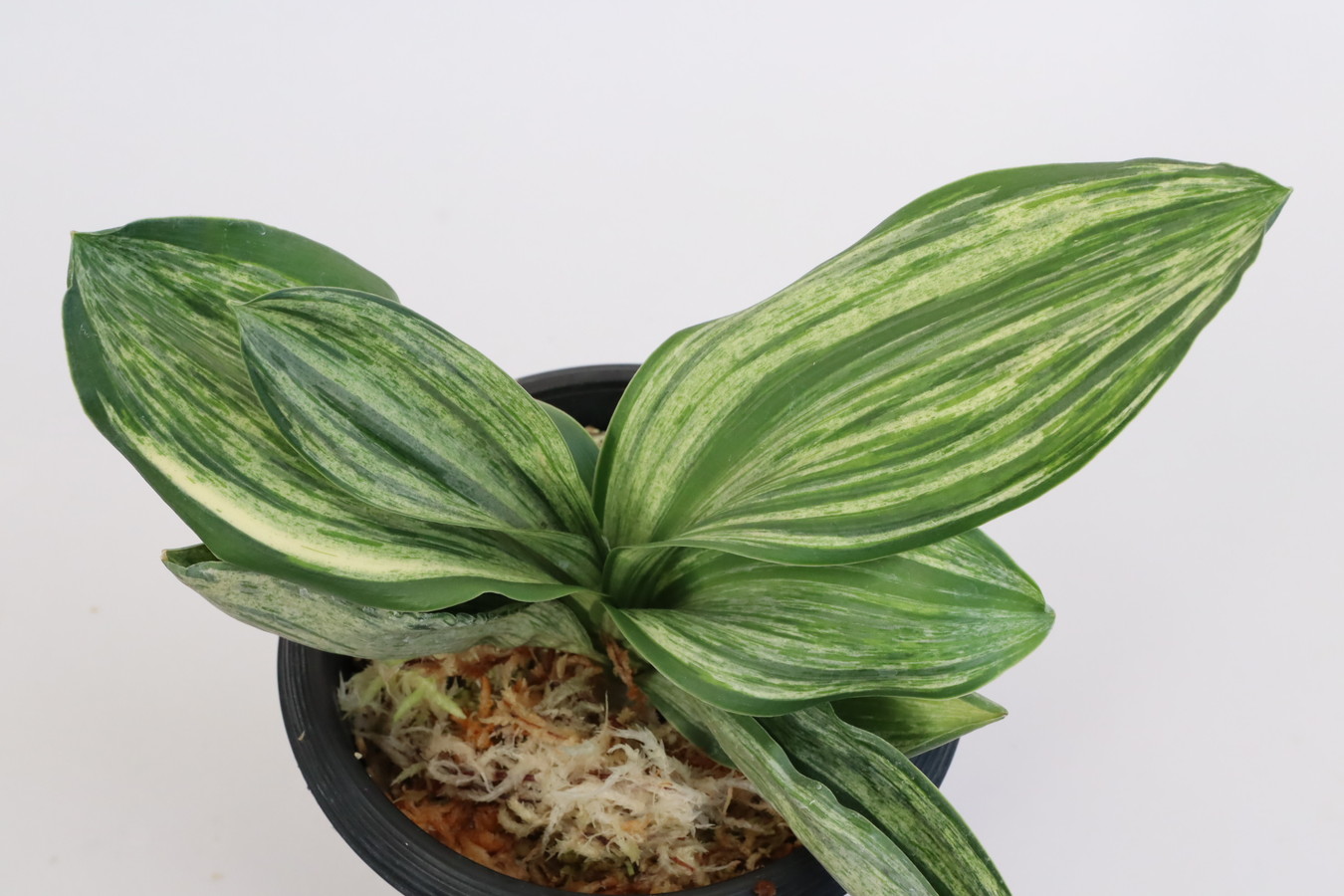 7091,福一丸　1429,　数本物？？　【はきずはきれ多い特価！】※春から秋は生長期なので姿は変わっていきます