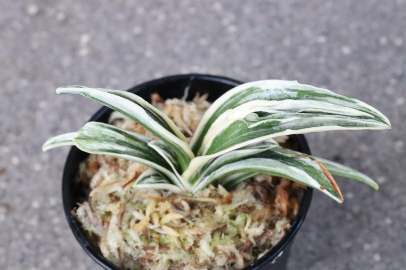 羅紗広葉の王様 #八紘錦【#万年青 #品種紹介】#万年青の豊明園